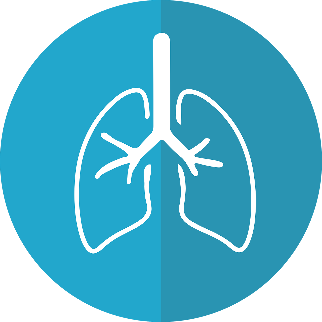 lungs